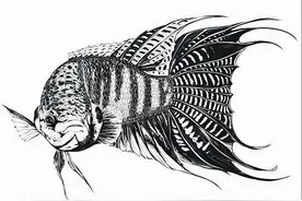 中国斗鱼怎么养？这2点做到位就行，其他的不用操心图片