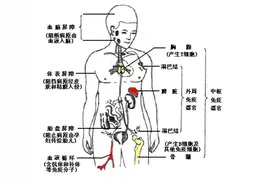 平时总容易感冒，医生说免疫力低下，吃复合维生素可以吗图片
