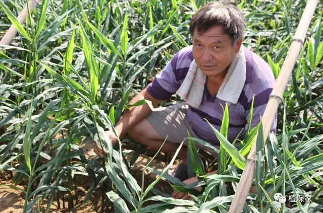 骗局？腐殖酸、海藻酸、甲壳素、鱼蛋白、氨基酸性能作用不一样