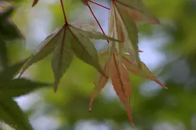 华润润府销售不好的两点原因图片