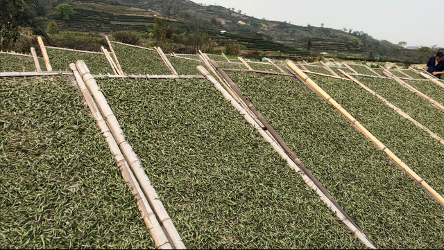 白茶的加工工艺是什么？