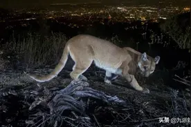 5岁美国男孩被美洲狮咬伤拖行40米 母亲徒手击退狮子救出儿子图片