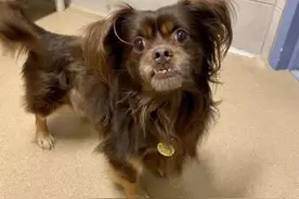 狗狗走失两年后，出现在电视里被主人一眼认出，直呼“地包天”图片