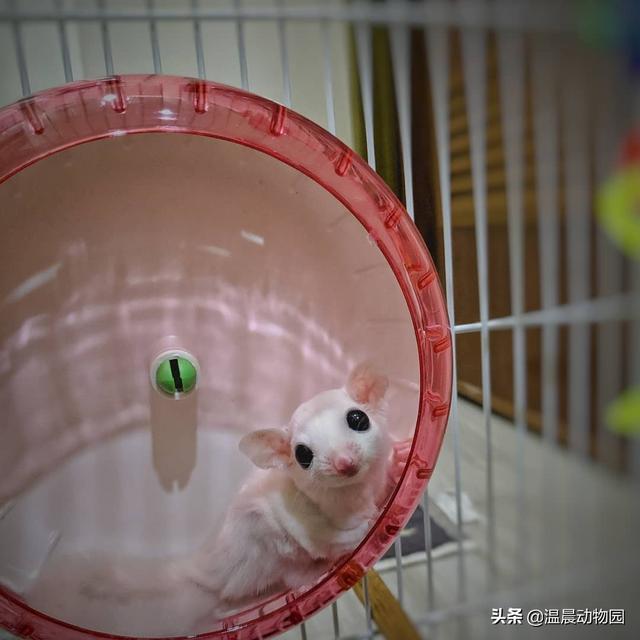 辟谣：蜜袋鼯可以散养？非但不能，还需要提前准备好这些饲养用具
