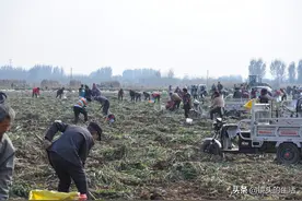 农村男女老少，成群结队“连挖带刨”，轿车、电车、警车全出动图片