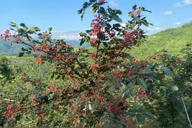 2021伏椒大红袍上市图片