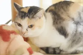 怕猫咪冬天冷，主人给猫咪买了条电热毯，猫咪趴在上面舒服极了视频封面