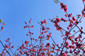 木棉花的春天图片