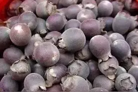 十多种被速生桉种植而将要消失的野果，快来看看，你吃过没图片