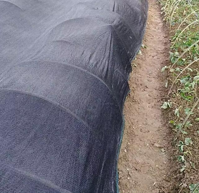 草莓定植后,如何快速缓苗?六大妙招来帮忙,早看早知道