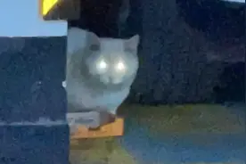 北京小区有跳蚤怪流浪猫，可能又会伤害流浪猫，跳蚤如何处理？图片