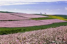 甜荞和苦荞的区别：甜荞与苦荞的营养价值，教你正确的食用方法图片