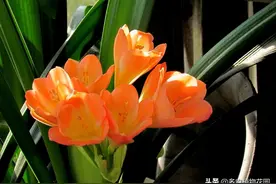 冬季养护君子兰要注意，这几点很重要图片