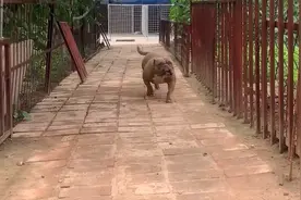 河北：4年前要60万的恶霸犬，两年就被淘汰？网友：现在最多五千图片