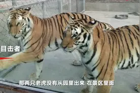南阳2只老虎咬死饲养员出逃被击毙 目击者：听到砰砰两枪 有救护车在场图片