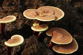 段木灵芝优质高效栽培技术图片