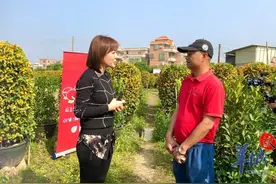 助力年花年桔销售取得新进展！广州市商务局深入新洲村直播带货图片