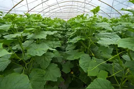 种植蔬菜须知，有几种蔬菜不能种在一起，容易发生病害和减产图片