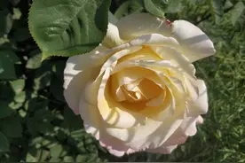 月季出现黄叶枯萎？做好这几点，月季枝繁叶茂并不难图片