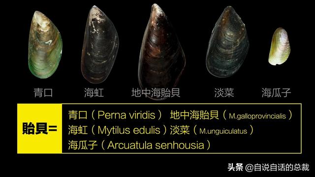 蛤、蚶、蛏、蚝、蚬有什么区别？这是一群美味海怪与人类的故事