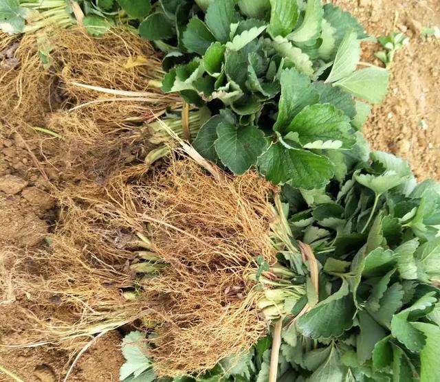 根系好，产量才高！草莓冬季要保根，但很多人不知道这5点