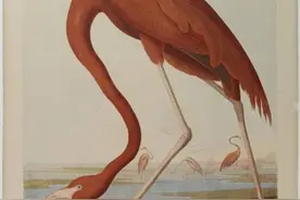 走进北美鸟类世界，细赏《美国国宝》，美国自然主义画家奥杜邦图片