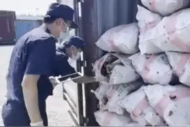 海关查获多只活体剧毒黑寡妇蜘蛛，毒性有多强？被咬了该怎么办？图片