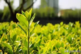 把杜牧的《清明》重新标点，七言诗秒变剧本图片