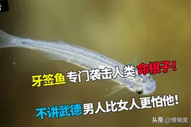 亚马逊河的牙签鱼，专门偷袭人类的命根子，男人比女人更害怕它图片
