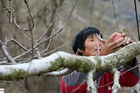 暴雨成苹果终结者？果农将4000棵果树全砍光：我不接受采访图片