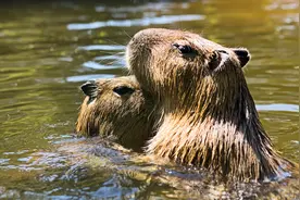 有一种动物的粪便好吃又有营养，你敢想象？图片