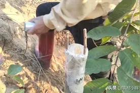 怎样嫁接果树成活率高，农村大叔分享一个嫁接果树好方法简单易学图片