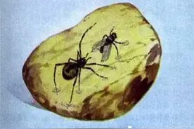 4100万年前的琥珀中，科学家发现交配的苍蝇，可惜没能完成！图片