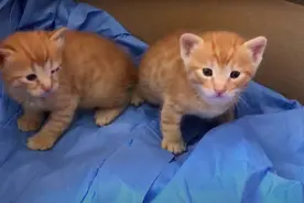 母猫叼着小奶猫闯入医院，众人纷纷让路，隔天又带来一只小奶猫图片