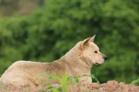 农村土狗没事就往山里跑，主人跟踪后差点哭出来图片