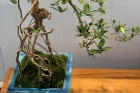 提根栀子花，超美的开花盆景图片