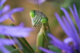 小科普 | 螳螂：食性、捕猎与求偶图片