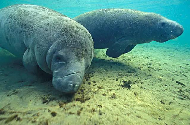 史德拉海牛 史德拉海牛灭绝原因_品学知识网