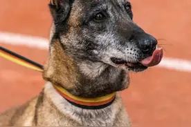 按时下班，包吃住包养老，害，我说的武汉警犬图片