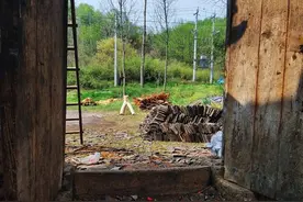 “门前不栽竹，房后不种树”，有啥道理？老农：农村种树讲究多图片