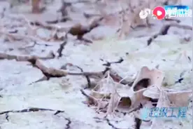 盐碱地治理的模范！滨州小开河引黄灌溉，碱蓬天堂变身鸟类乐园视频封面