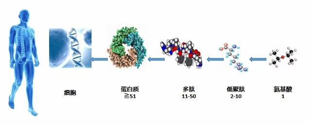 蛋白质的兄弟——神奇的肽