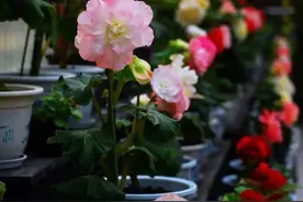 四月种上的球根植株，五月开花，你喜欢吗？图片