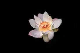 Snapseed手机修图实战教程：巧用文字工具为花朵制作黑背景图片