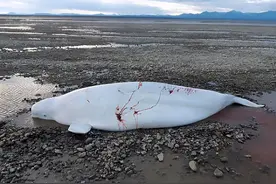 白鲸宝宝海滩搁浅，发出婴儿啼哭，鲸妈妈奋力救子浑身是伤图片