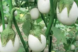 长在树上的“鸡蛋”？小时候奶奶家就有，小名蛋树大名金银茄图片