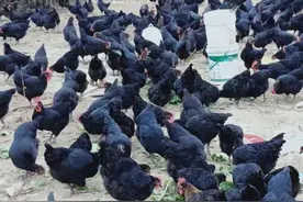 养鸡不养肠等于白养鸡，引起肠道的五大疾病，硫酸粘菌素帮你解决图片