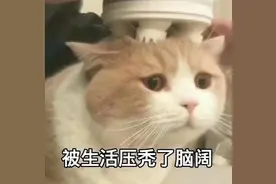 猫咪表情包（1）：丧图片