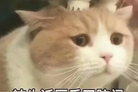 猫咪表情包（1）：丧图片