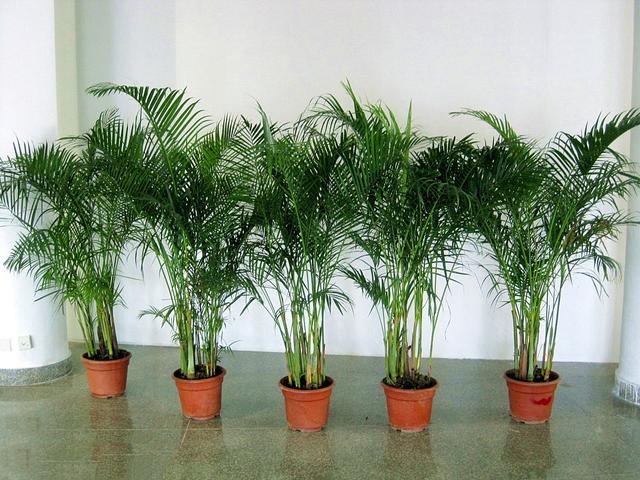 袖珍椰子长高了怎么办